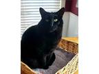 Adopt Katrina a Domestic Shorthair / Mixed (medium coat) cat in Valley Park