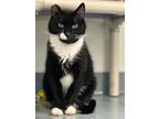 Adopt Snickers a Domestic Shorthair / Mixed (short coat) cat in Cumberland