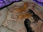 Kittens