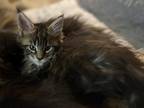 One Jazz Kitten Left