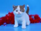 RARE British Shorthair DIFFERENT EYE COLORS Sainty