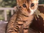 F2 Savannah Female Little Bug