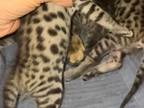 SBT Savannah Kittens