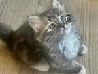 Smoke Blue Tabby Persian Kittens