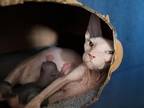 Boy Kitty 2