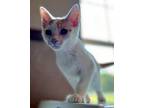 Kitten Teddy, Domestic Shorthair For Adoption In Salem, New Hampshire