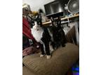 Mars, American Shorthair For Adoption In Brooklyn, New York