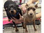 Isaiah And Annamae, Miniature Pinscher For Adoption In Oak Ridge, New Jersey
