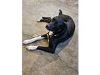 Benny, Labrador Retriever For Adoption In Franklin, Tennessee