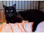 Black Pearl (& Vedder), Domestic Shorthair For Adoption In Sidney
