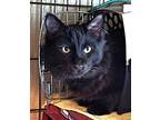 Vedder, Domestic Mediumhair For Adoption In Sidney, British Columbia