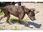 Regina, American Pit Bull Terrier For Adoption In Okmulgee, Oklahoma