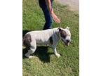 Philly, American Staffordshire Terrier For Adoption In Okmulgee, Oklahoma