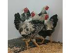 Paul Stanley, Chicken For Adoption In Silverdale, Washington
