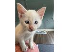 Theia, Siamese For Adoption In Greensboro, North Carolina