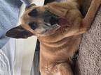 Dog for adoption - Jersie, a German Shepherd Dog