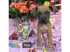 Dog for adoption - Skyla, a Black Mouth Cur Mix