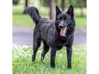 Dog for adoption - Sputnik, a Husky Mix