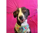 Dog for adoption - Kitty, an English Pointer & German Shorthaired Pointer Mix