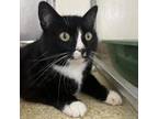 Adopt Baby girl a Domestic Short Hair