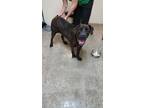 Adopt Audelia a Mixed Breed