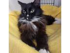 Adopt Soren a Domestic Medium Hair