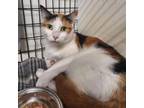 Adopt Calypso a American Shorthair