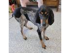 Adopt Bella a Bluetick Coonhound
