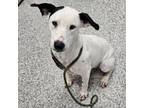 Adopt Moonrise a Catahoula Leopard Dog, Hound