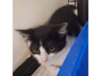 Adopt Peony a Domestic Short Hair
