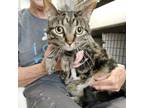 Adopt Mia a Domestic Short Hair