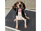 Adopt Sadie a Treeing Walker Coonhound