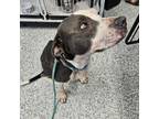 Adopt Sunrise a Pit Bull Terrier, German Shorthaired Pointer