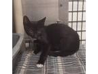 Adopt Aster a Domestic Short Hair