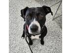 Adopt Waverly a Boxer, Black Labrador Retriever