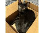 Adopt Coal a American Shorthair