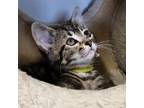 Adopt Abby (yellow collar) a Domestic Short Hair