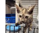 Adopt Skittles a Domestic Short Hair