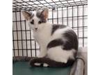 Adopt Orchid a Domestic Short Hair
