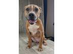 Adopt Lacey a Pit Bull Terrier, Mixed Breed