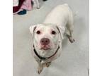 Adopt Runa a Pit Bull Terrier
