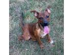 Adopt Serenity a Mixed Breed