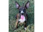 Adopt Sylvia a Mixed Breed