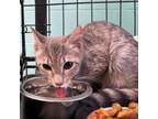 Adopt Ansley a Domestic Short Hair