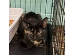 Adopt Fawn a Domestic Short Hair