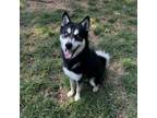 Adopt Miller a Siberian Husky