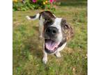 Adopt roseanne a Pit Bull Terrier