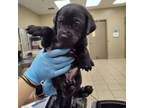 Adopt Clove a Labrador Retriever
