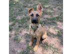Adopt Kadie a Mixed Breed