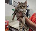 Adopt Queen a Domestic Short Hair